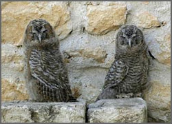 Owls of the Fortress Monastery of Santo Spirito, Castle Hotel in L'Aquila